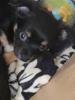 #2, a male Chiweenie for sale in Opp, AL – Photo 7 of 10