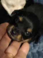 #3, a female Chiweenie for sale in Opp, AL – Photo 2 of 10