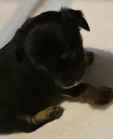 #3, a female Chiweenie for sale in Opp, AL – Photo 8 of 10