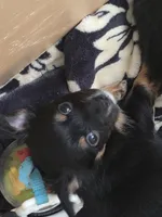 #3, a female Chiweenie for sale in Opp, AL – Photo 3 of 10