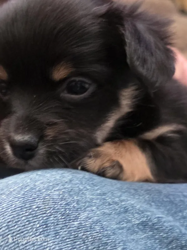 #3 – Chiweenie puppy for sale in Opp, AL
