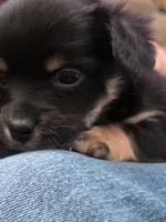 #3, a female Chiweenie for sale in Opp, AL – Photo 1 of 10