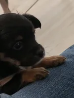 #3, a female Chiweenie for sale in Opp, AL – Photo 7 of 10