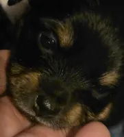 #3, a female Chiweenie for sale in Opp, AL – Photo 5 of 10