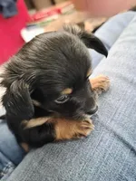 #3, a female Chiweenie for sale in Opp, AL – Photo 6 of 10