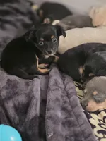 #3, a female Chiweenie for sale in Opp, AL – Photo 9 of 10