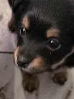 #3, a female Chiweenie for sale in Opp, AL – Photo 4 of 10