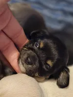 #3, a female Chiweenie for sale in Opp, AL – Photo 10 of 10