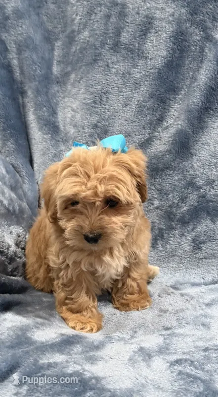 Joy – Havapoo puppy for sale in Tennessee Colony, TX