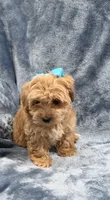 Joy, a female Havapoo for sale in Tennessee Colony, TX – 1 of 3