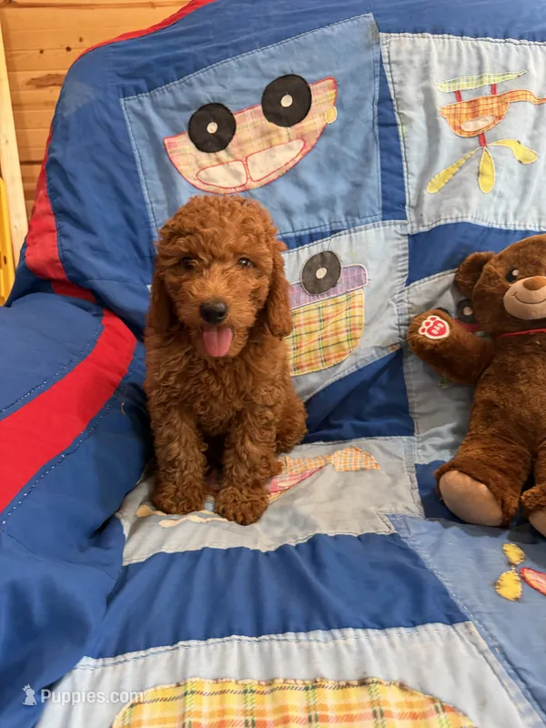Prince – Goldendoodle puppy for sale in Tennessee Colony, TX