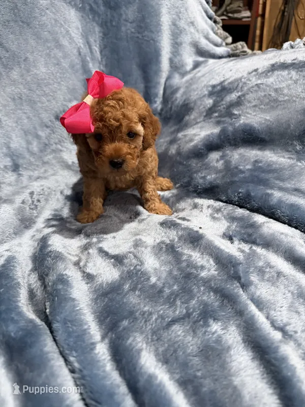 Princess  – Goldendoodle puppy for sale in Tennessee Colony, TX