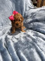 Princess , a female Goldendoodle for sale in Tennessee Colony, TX – 1 of 2