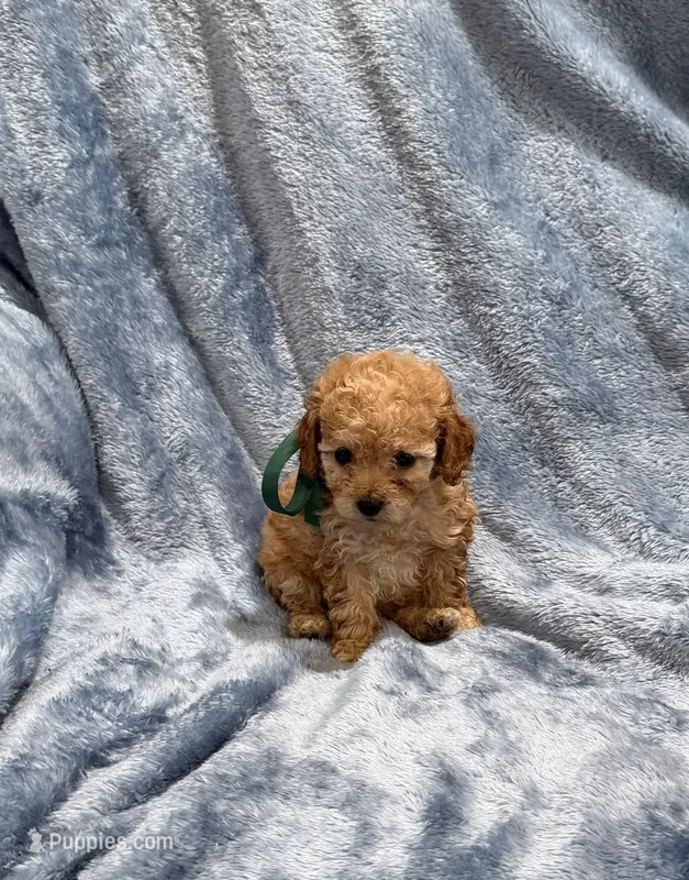 AKC Tanner – Poodle - Toy  puppy for sale in Tennessee Colony, TX