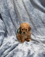 AKC Tanner, a male Poodle - Toy  for sale in Tennessee Colony, TX – Photo 1 of 2