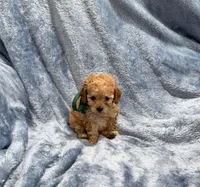 AKC Tanner, a male Poodle - Toy  for sale in Tennessee Colony, TX – Photo 2 of 2