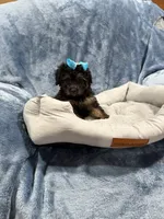 Daisy, a female Havapoo for sale in Tennessee Colony, TX – 3 of 3