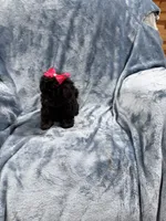 Piper, a female Havapoo for sale in Tennessee Colony, TX – 2 of 2