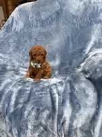 Prince, a male Goldendoodle for sale in Tennessee Colony, TX – 2 of 2