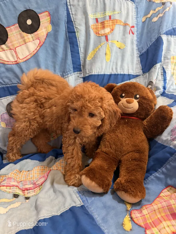 Rusty – Goldendoodle puppy for sale in Tennessee Colony, TX