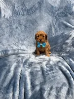 Rusty, a male Goldendoodle for sale in Tennessee Colony, TX – 2 of 2