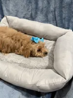 Joy, a female Havapoo for sale in Tennessee Colony, TX – 2 of 3
