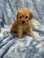 AKC koda, a male Poodle - Toy  for sale in Tennessee Colony, TX – Photo 2 of 3