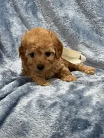 AKC koda, a male Poodle - Toy  for sale in Tennessee Colony, TX – Photo 3 of 3