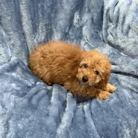 Koda, a female Goldendoodle for sale in Tennessee Colony, TX – Photo 3 of 4