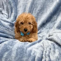 Koda, a female Goldendoodle for sale in Tennessee Colony, TX – Photo 2 of 4
