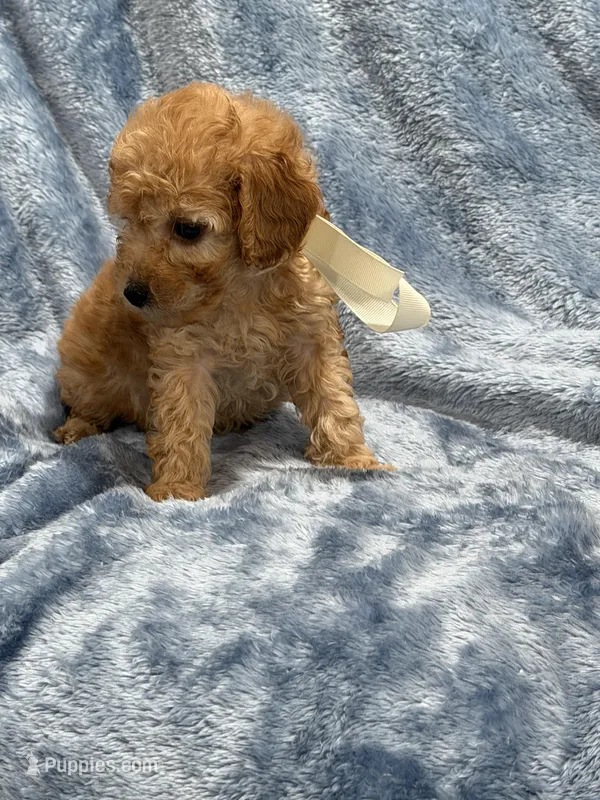 AKC koda – Poodle - Toy  puppy for sale in Tennessee Colony, TX