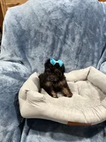 Daisy, a female Havapoo for sale in Tennessee Colony, TX – 2 of 3