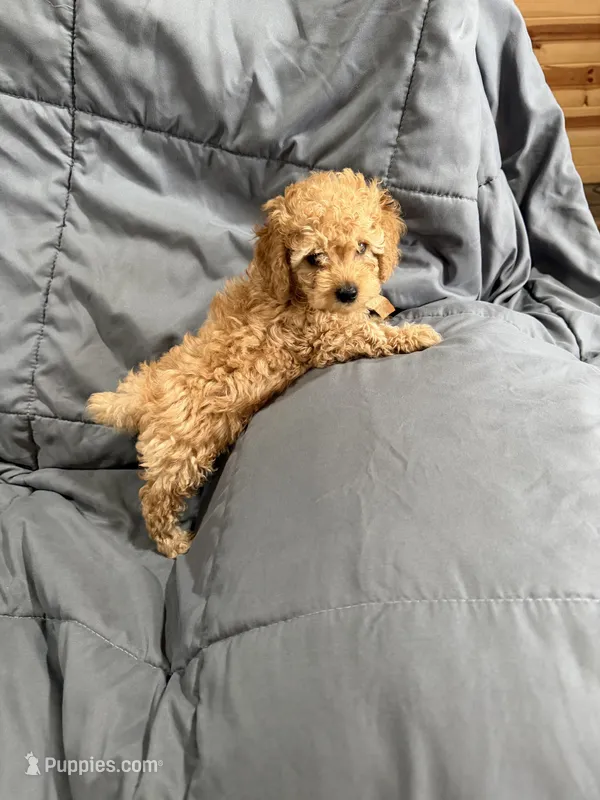 AKC Chester  – Poodle - Toy  puppy for sale in Tennessee Colony, TX