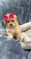 Lilly, a female Havapoo for sale in Tennessee Colony, TX – 2 of 2
