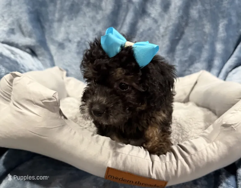 Daisy – Havapoo puppy for sale in Tennessee Colony, TX