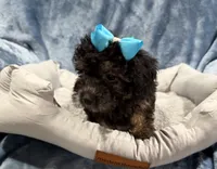 Daisy, a female Havapoo for sale in Tennessee Colony, TX – 1 of 3