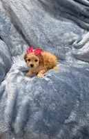 AKC Dolly, a female Poodle - Toy  for sale in Tennessee Colony, TX – Photo 2 of 3