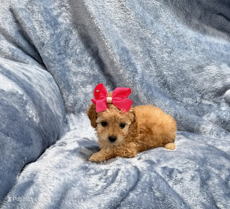 AKC Dolly – Poodle - Toy  puppy for sale in Tennessee Colony, TX