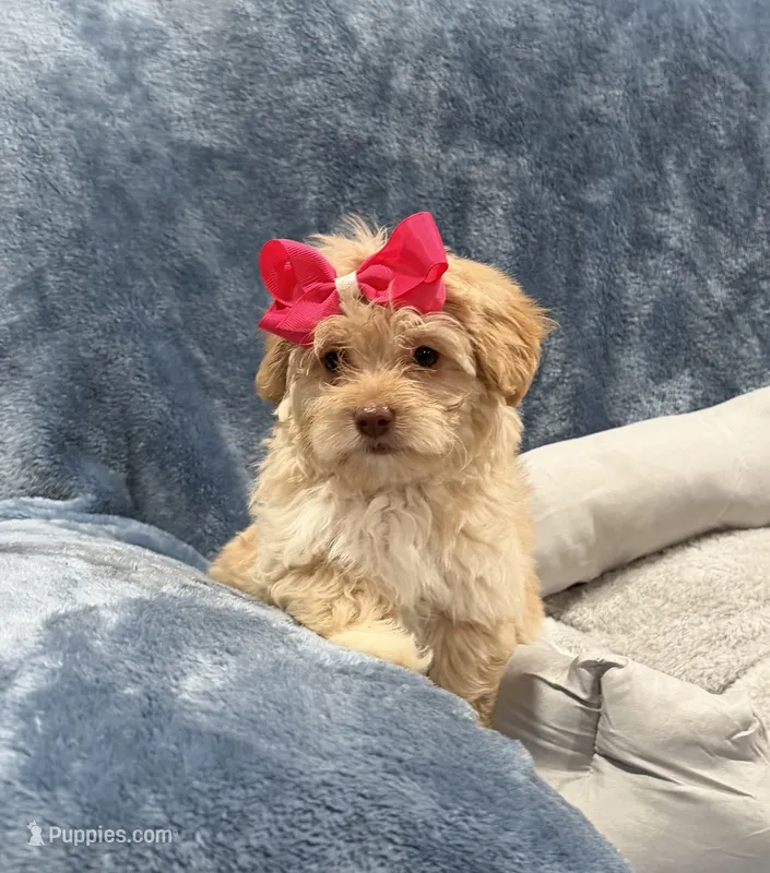 Lilly – Havapoo puppy for sale in Tennessee Colony, TX