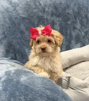Lilly, a female Havapoo for sale in Tennessee Colony, TX – 1 of 2