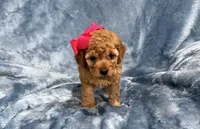 Princess , a female Goldendoodle for sale in Tennessee Colony, TX – 2 of 2