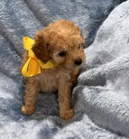 AKC Chester , a male Poodle - Toy  for sale in Tennessee Colony, TX – Photo 1 of 3