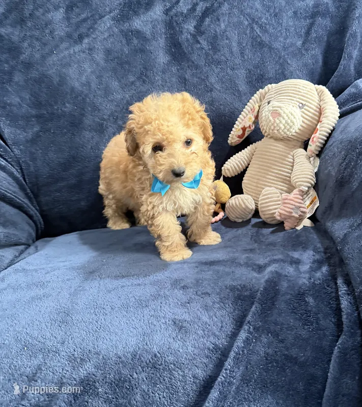AKC Chester , a male Poodle - Toy  for sale in Tennessee Colony, TX – Photo 1 of 5