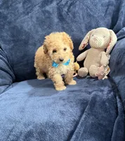 AKC Chester , a male Poodle - Toy  for sale in Tennessee Colony, TX – Photo 1 of 5