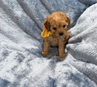 AKC Chester , a male Poodle - Toy  for sale in Tennessee Colony, TX – Photo 3 of 3