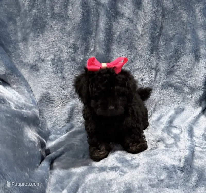 Piper – Havapoo puppy for sale in Tennessee Colony, TX