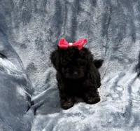 Piper, a female Havapoo for sale in Tennessee Colony, TX – 1 of 2