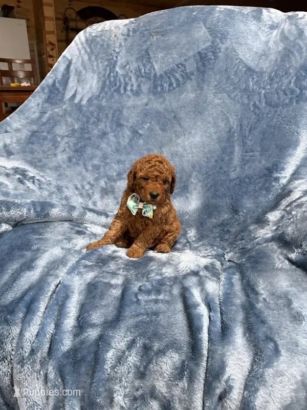 Prince – Goldendoodle puppy for sale in Tennessee Colony, TX