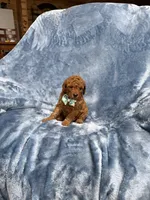 Prince, a male Goldendoodle for sale in Tennessee Colony, TX – 1 of 2