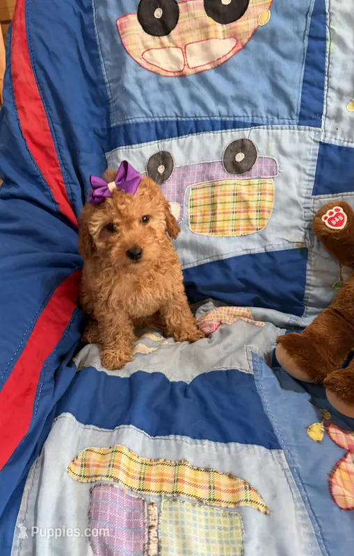 Princess  – Goldendoodle puppy for sale in Tennessee Colony, TX